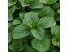 Rozmarin lavanda roinita menta cereale plante pomi 867145 poza 4